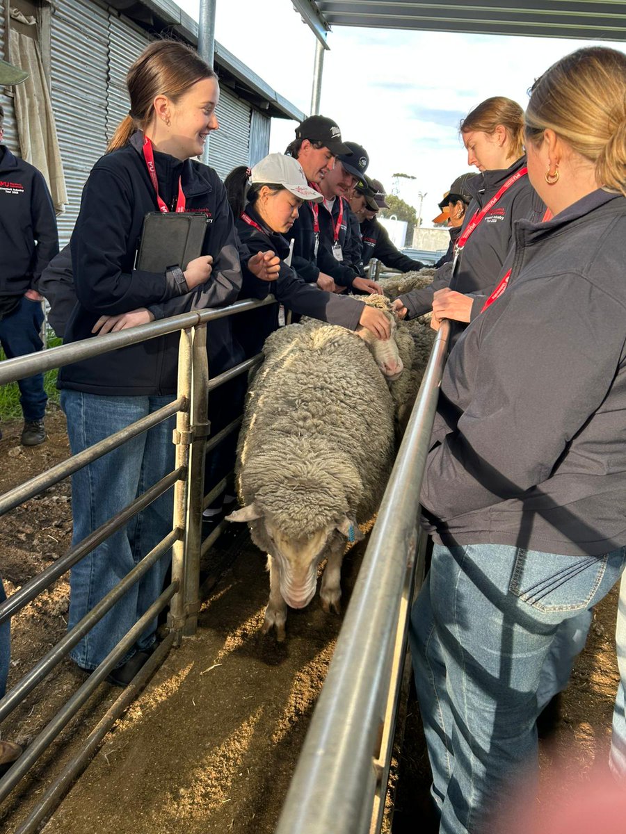 Semester wraps up at <a href="/MurdochUni/">Murdoch University</a>  and the Livestock Career Readiness unit finishes strong! 🎓
Since launching in 2023, the unit has grown, evolving each year.
✔ Confidence in career options soared
✔ Empowered by employability skills 
✔ Real-world exposure + networking