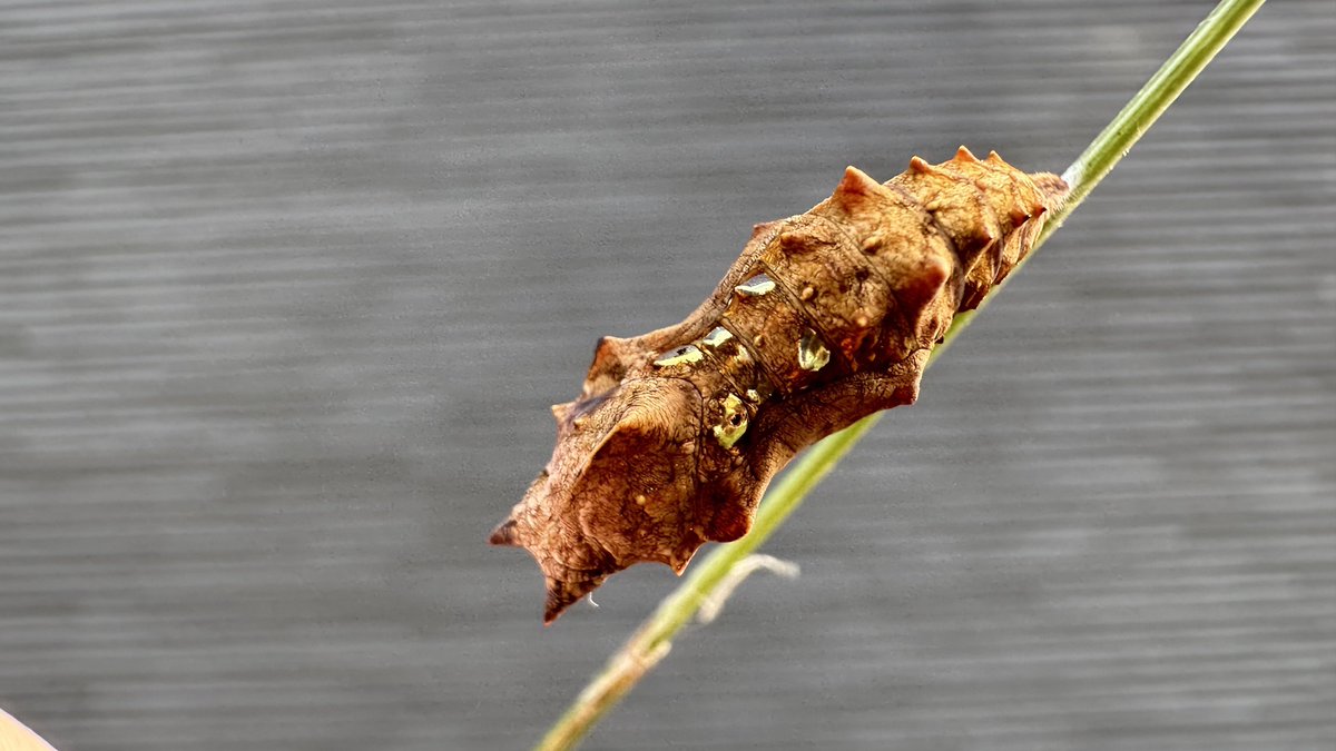 瀬良木 ネラ (@AsnvyIZbr5fsHT6) / Posts and Replies / X