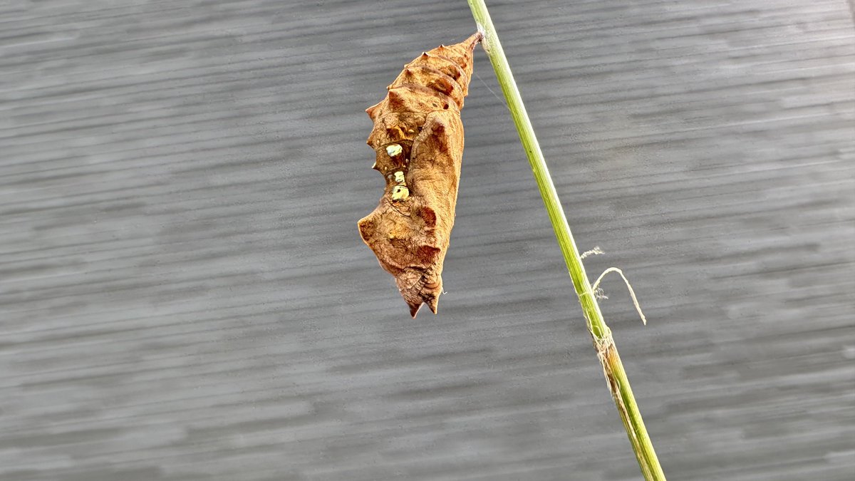 瀬良木 ネラ (@AsnvyIZbr5fsHT6) / Posts and Replies / X