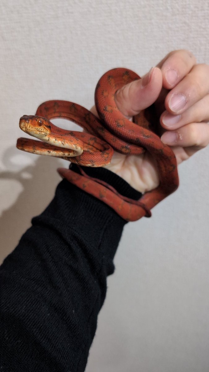 どん底太郎ch (@yc_fyq) / Posts / X