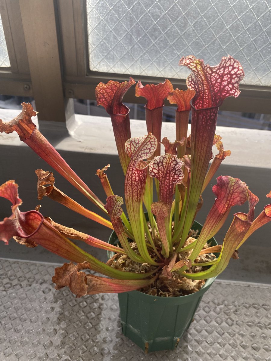 Ax05F's tweet image. S. "Judith Hindle" カクタス長田

素晴らしいです…