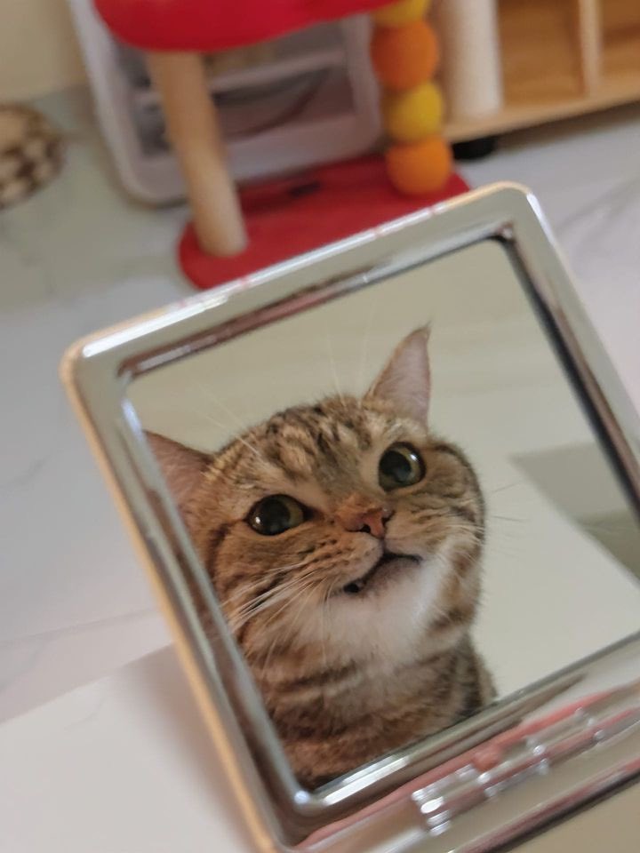 TheCatsX's tweet photo. he knows he is handsome 🥰 https://t.co/uPOlQvTVZa