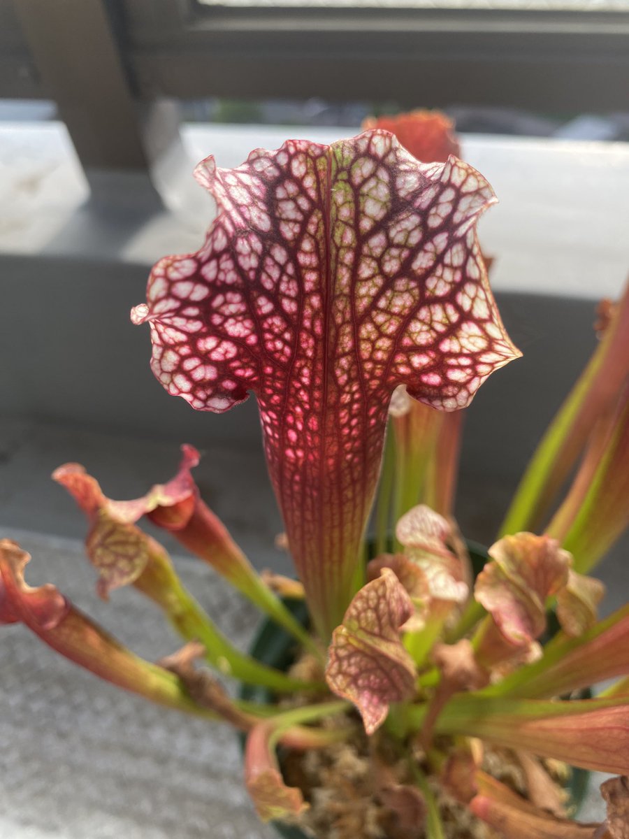 Ax05F's tweet image. この蓋が見たかった😭