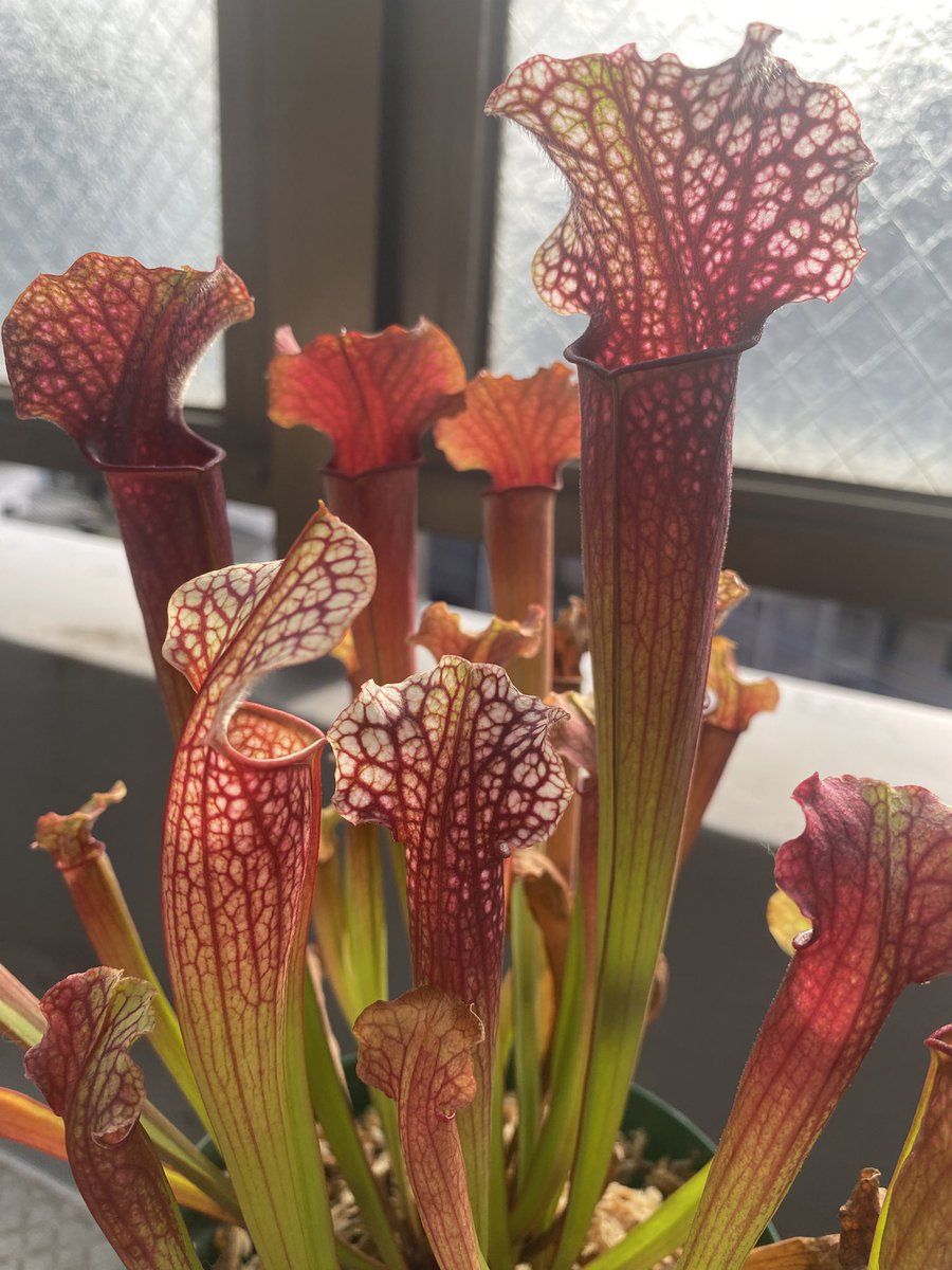 Ax05F's tweet image. この蓋が見たかった😭