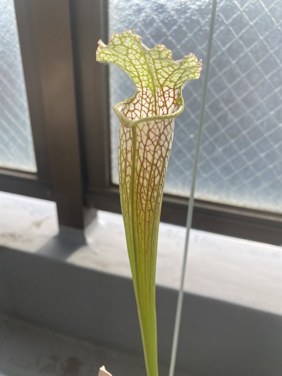 Ax05F's tweet image. S. leucophylla White pitcher Plant (Large) SWC

諸事情で、半年で2度も植え替えてしまったので本来の特徴は出ていません。