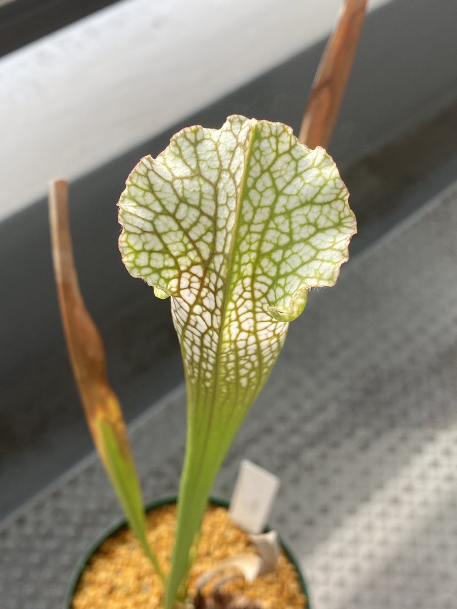 Ax05F's tweet image. S. leucophylla White pitcher Plant (Large) SWC

諸事情で、半年で2度も植え替えてしまったので本来の特徴は出ていません。