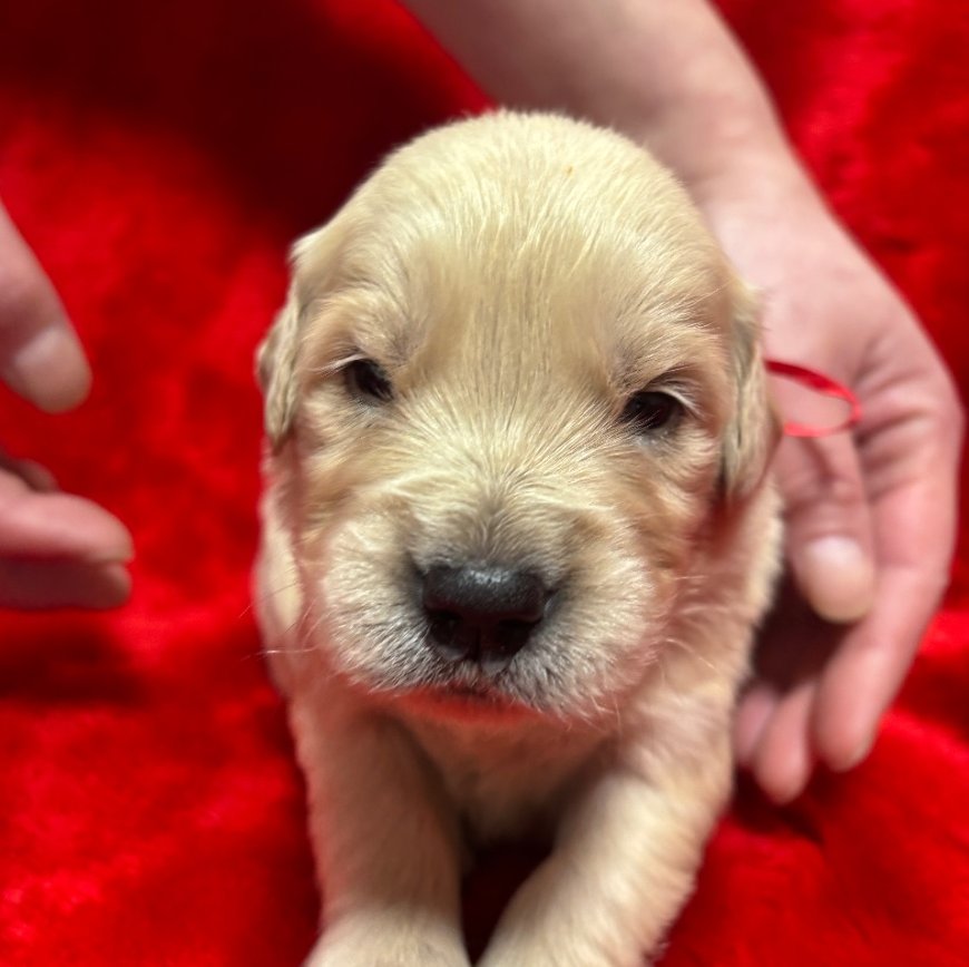 こんにちはAnimallineです🐾本日はゴールデンレトリーバーのご紹介！6兄妹の女の子です♡まだまだ小さいパピちゃんですが、活動的でとっても元気だそう♪見学も受付けておりますので、ぜひぜひご検討ください！🐶

animalline.jp/breeder/pet/de…
#Animalline #犬のいる暮らし #ゴールデンレトリーバー