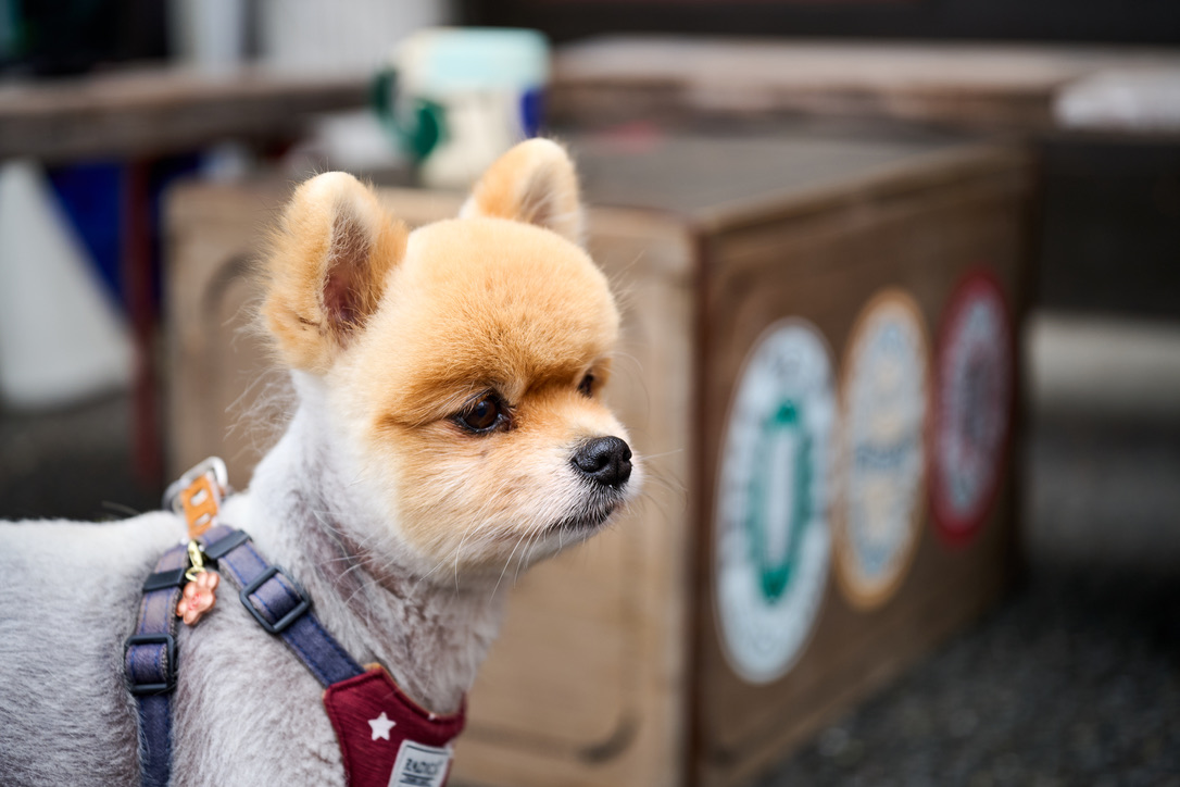 つよぽん つよぽん on X