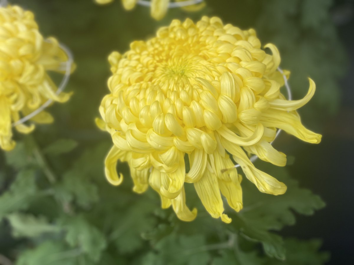 おくま🦋🐾🔥 (@okuma1121) / Posts / X