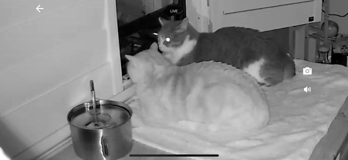 Aaronlovespatty's tweet photo. Gus and Patrick pulling night security 😎 https://t.co/nY1nRFoiuC