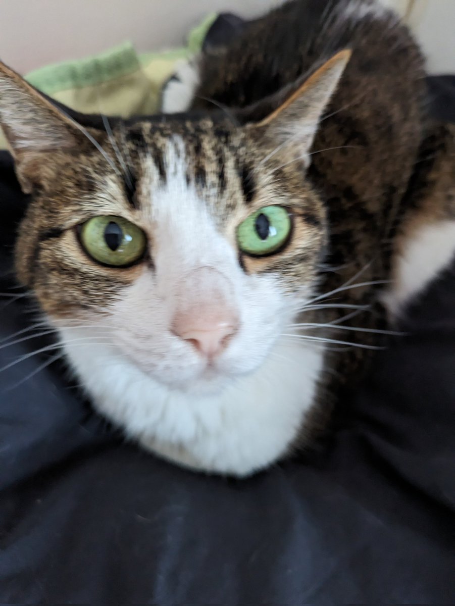 あずニャン (@shi15094333) / Posts / X