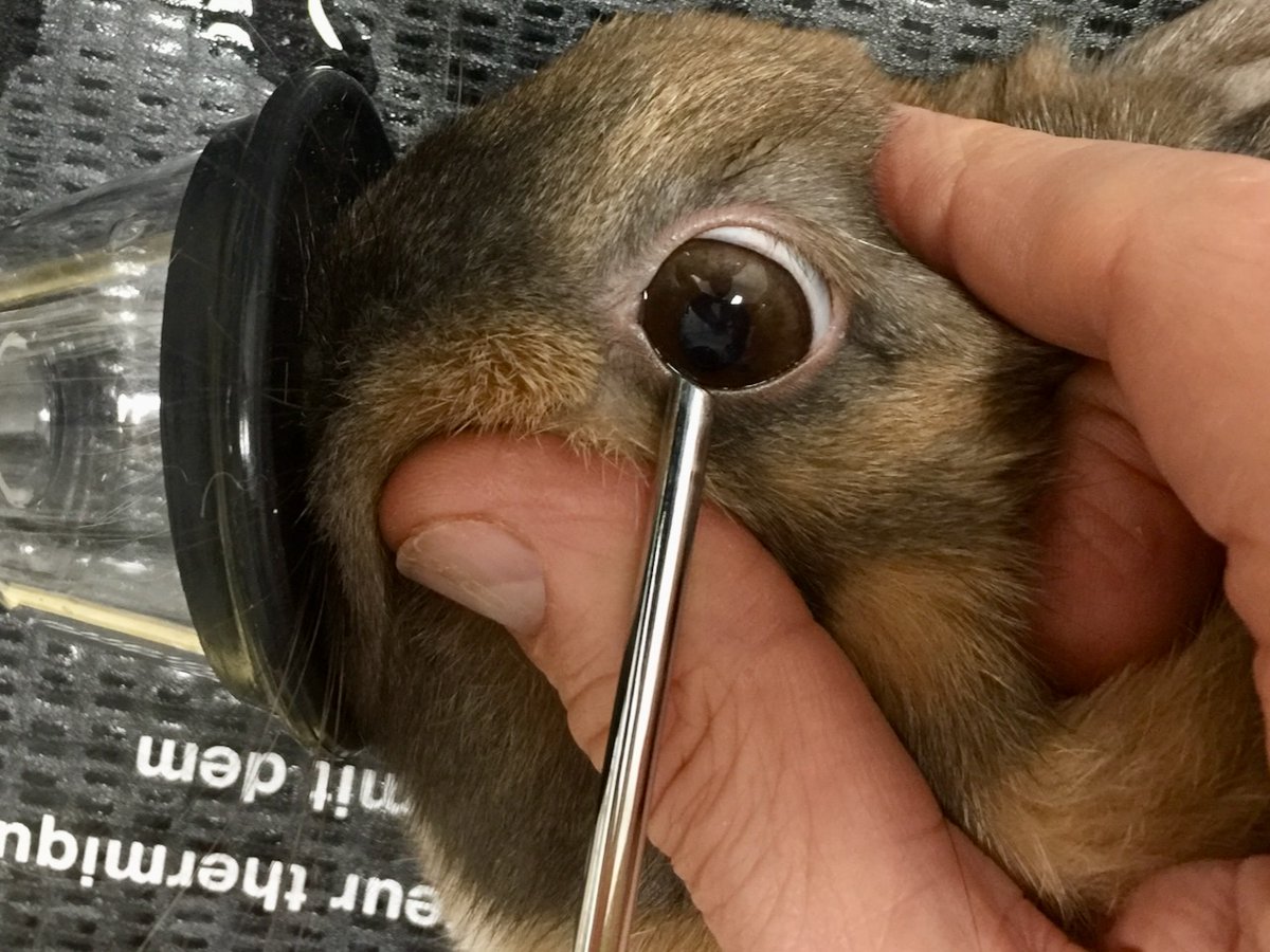 VetGurus tweet media