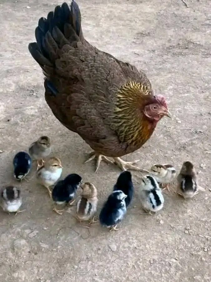 WHY IS LOCAL CHICKEN FARMING BETTER?

Local chicken farming is considered better for several reasons:

1. Adaptability: Local chicken breeds are well-adapted to the local climate, weather conditions, and disease challenges, making them more resilient.

2. Disease Resistance: