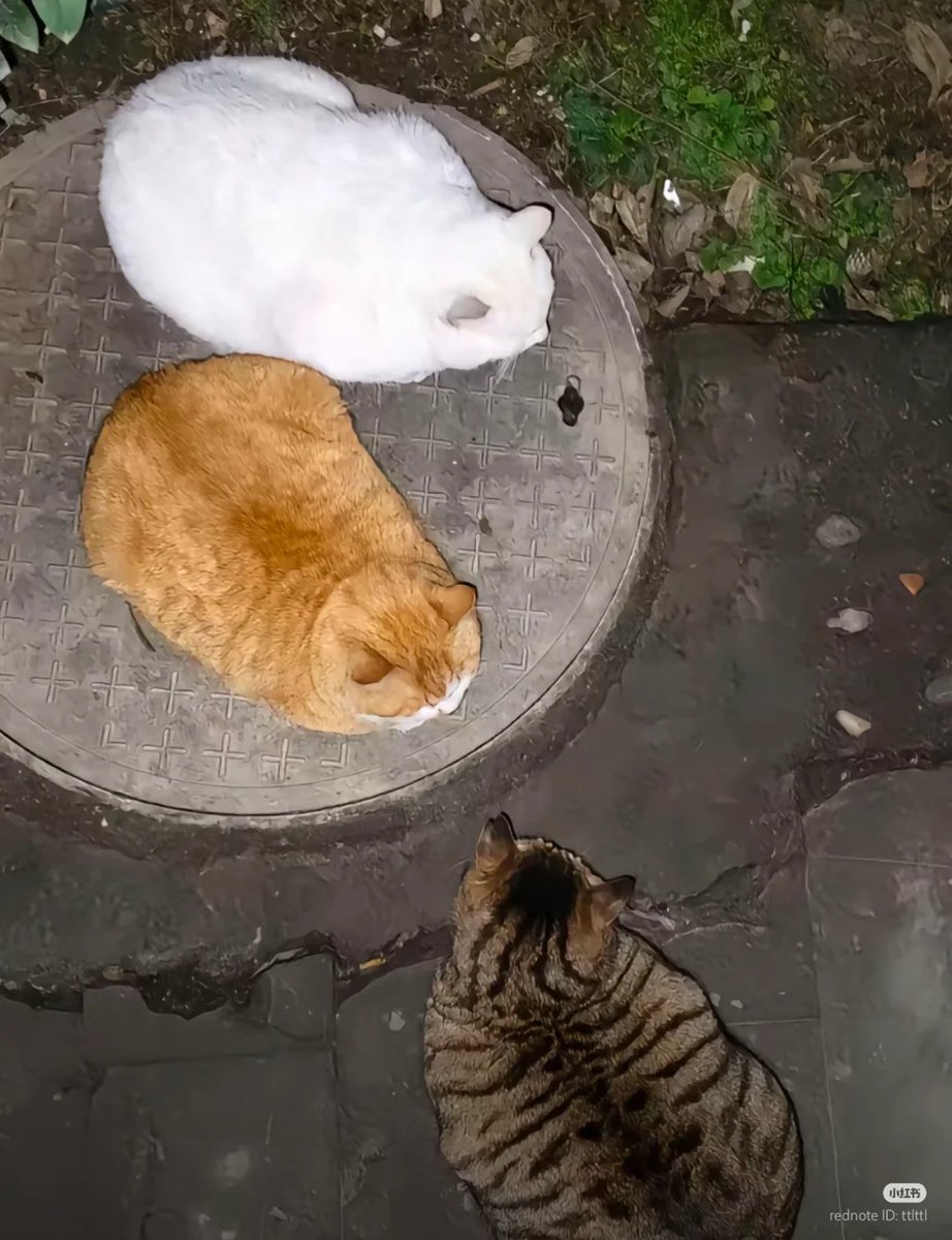Loaf society