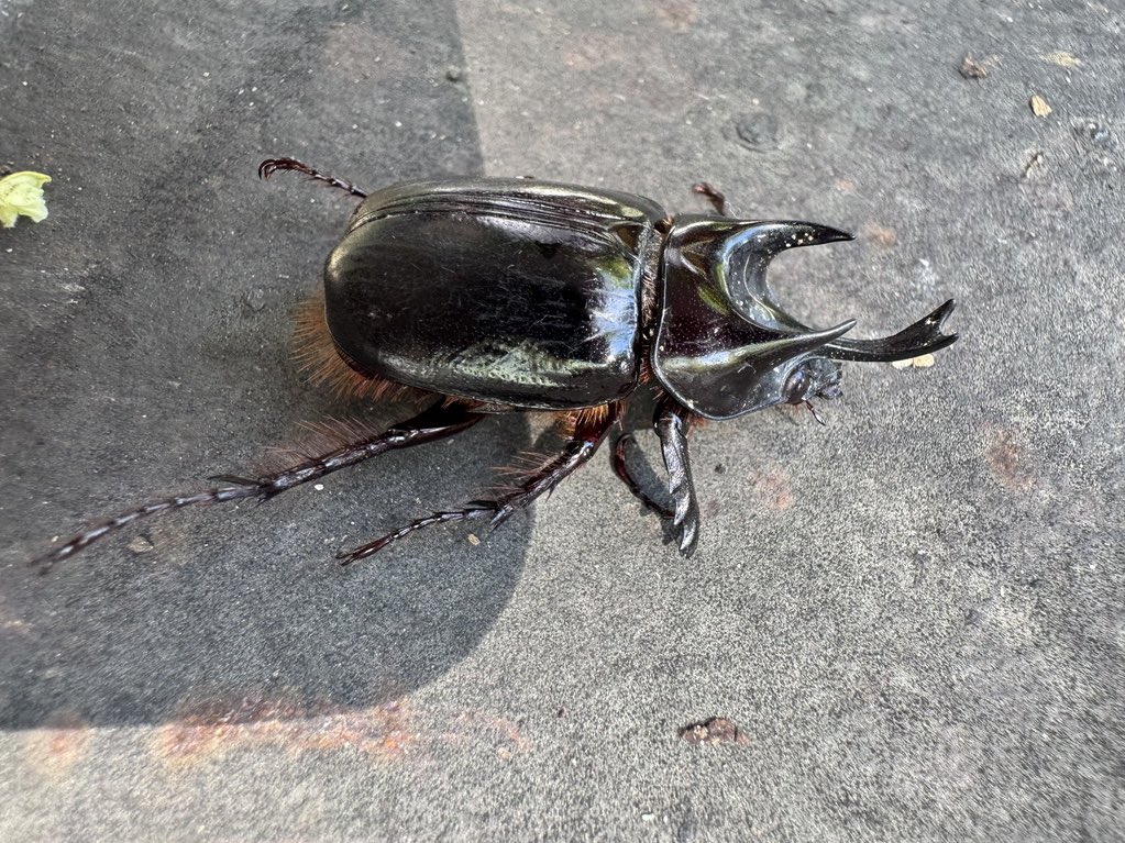owee_dynastes's tweet photo. 【Strategus simson】個人的に凄い好きな形しているミツノカブト。アクティオンに似てて好き。でも、検疫有害動植物リストに載ってる。悲しい😭 https://t.co/QeQWHhqIvS