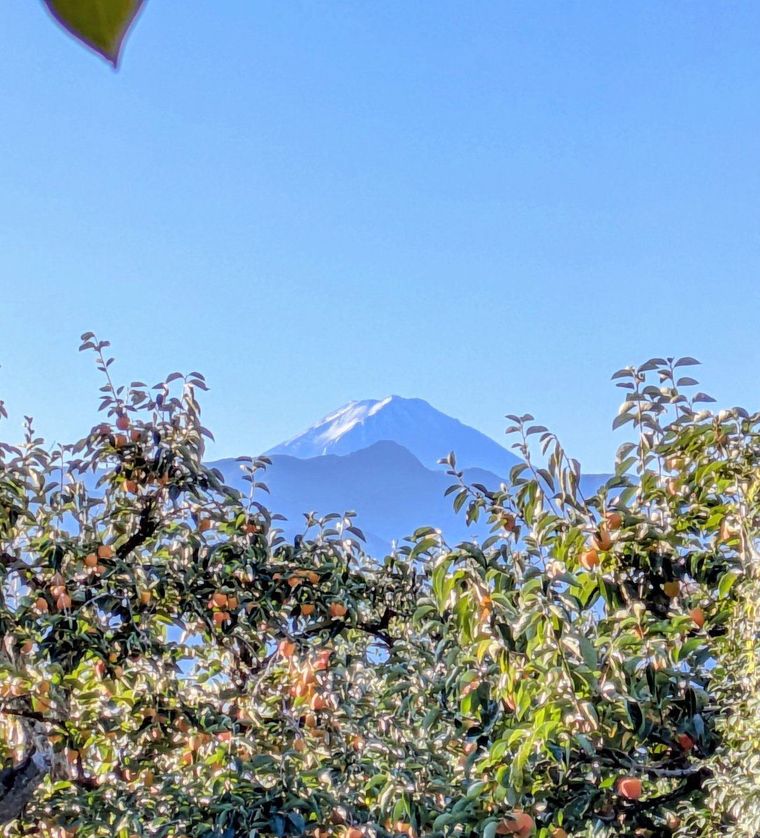 柿の季節〜
#よぴ家の日常
#チェブラーシカ