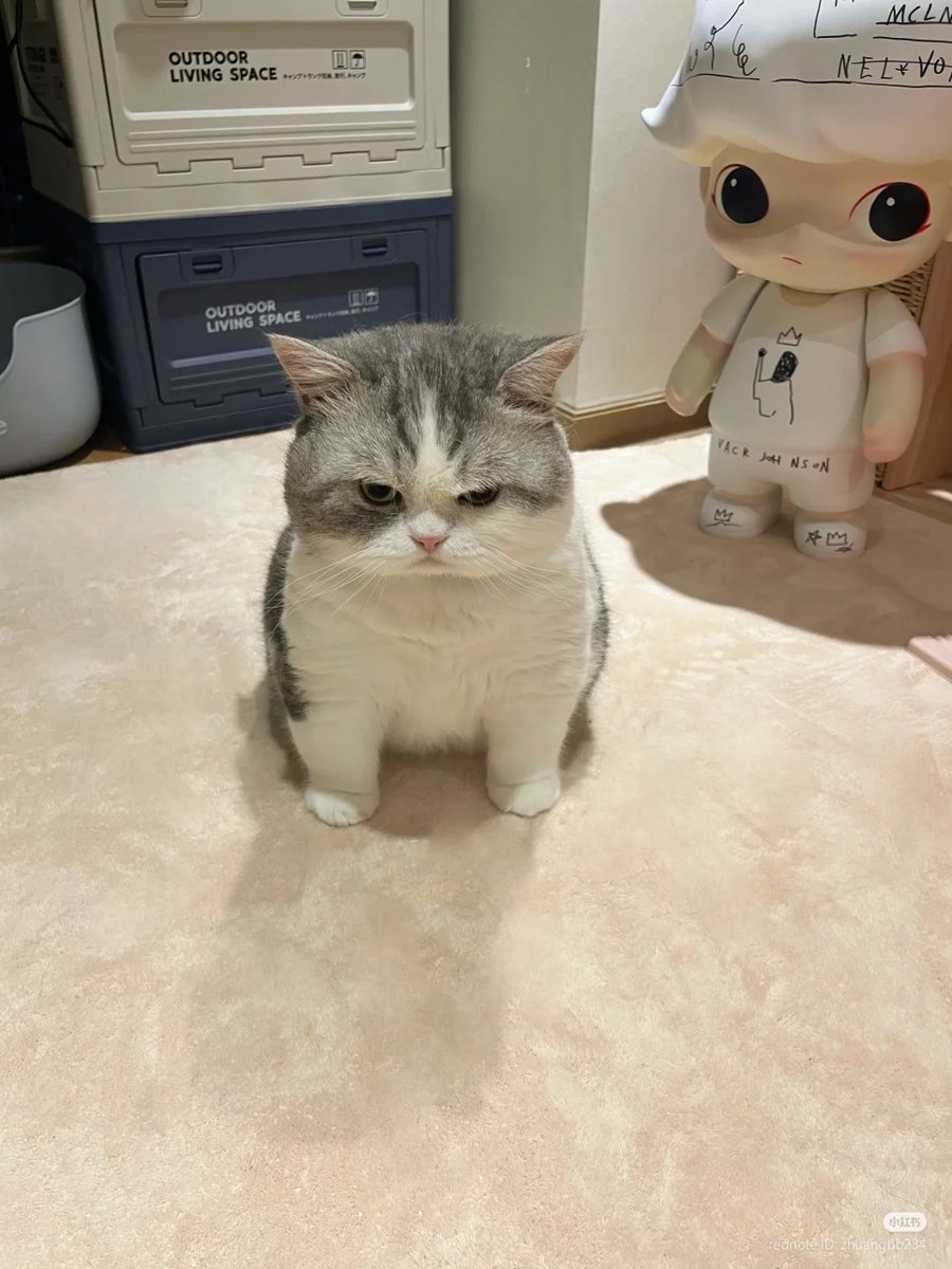 nocontextscats's tweet photo. full of rage https://t.co/AnmeXBGnLw