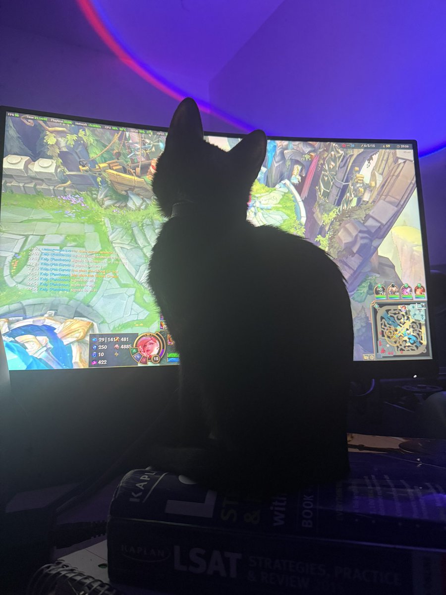feyfirefox's tweet photo. While most cats slept, Binx studied the way of the blade https://t.co/ODf44u2oYN
