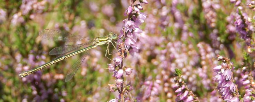 Rampjaar voor de tengere pantserjuffer: Waar zijn de tengere pantserjuffers? De laatste jaren zijn we eraan gewend geraakt dat in een groot deel van Nederland, met name op de zandgronden, de tengere pantserjuffer de meest algemene pantserjuffer is. Dit… dlvr.it/TP5w0l