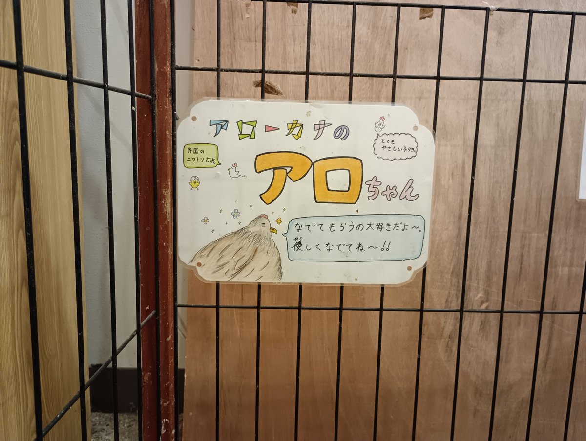 EVOVII_YEMON's tweet photo. シャボテン公園にいるニワトリのアロさん。
主にこの子に会うために年一でシャボテン参りしている。
#アローカナ
#ニワトリ https://t.co/ceQmEawLOl