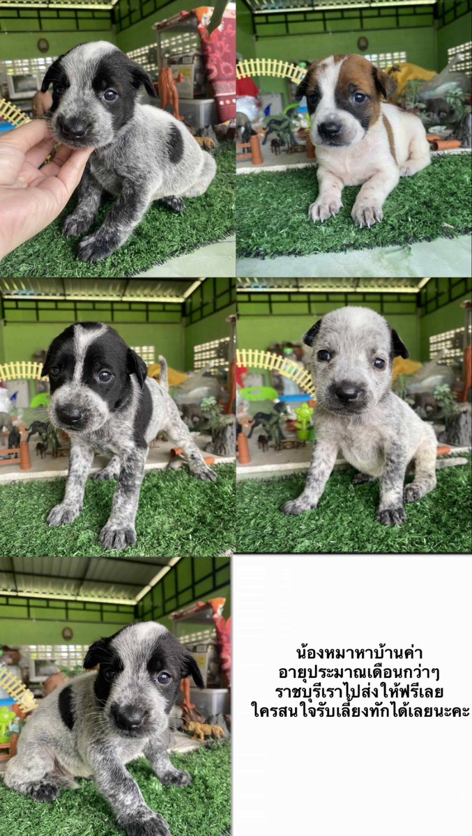 tbhimysb's tweet image. ฝากรีทวิตหน่อยนะคะ
ช่วยหาบ้านให้น้องหมาค่า (หมาคนข้างบ้าน
ใครอยู่ ราชบุรี/นครปฐม/กทม. 
สนใจรับเลี้ยงเราไปส่งให้ฟรีค่ะ

#หมาหาบ้าน #หาบ้านให้หมา #หมาจรหาบ้าน #ลูกหมา #หมาเด็ก