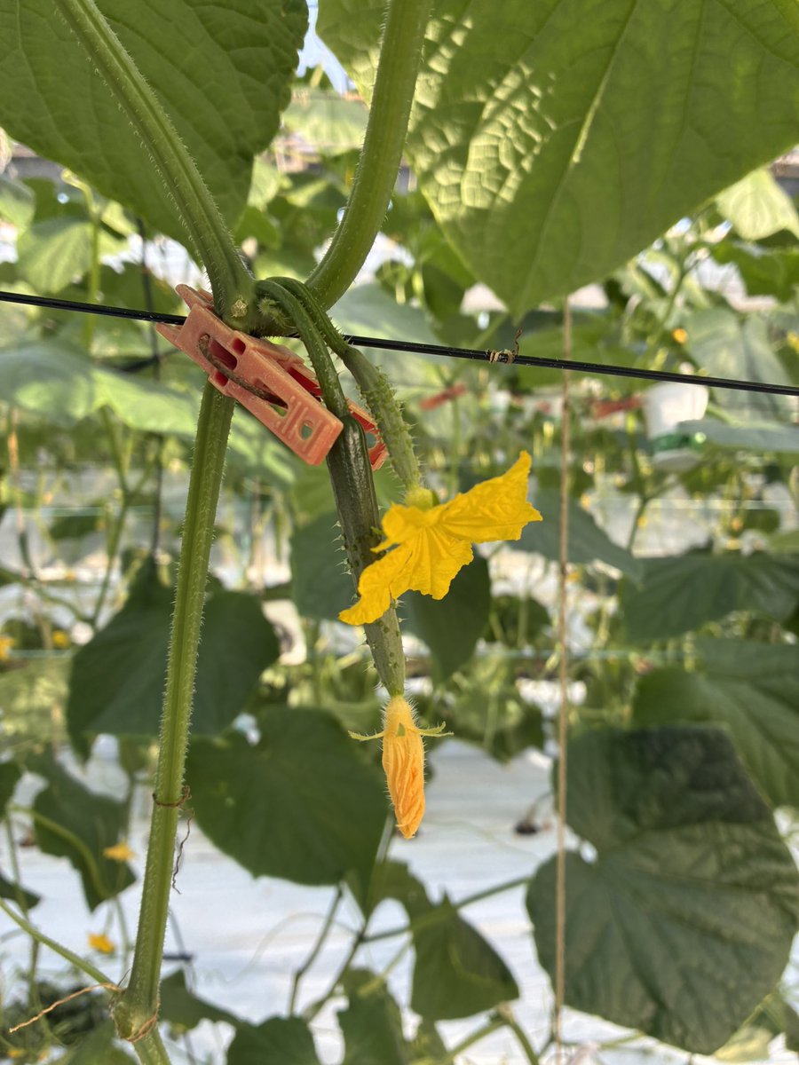 ちけん Ⓙ (@KodamaChiken) / Posts / X