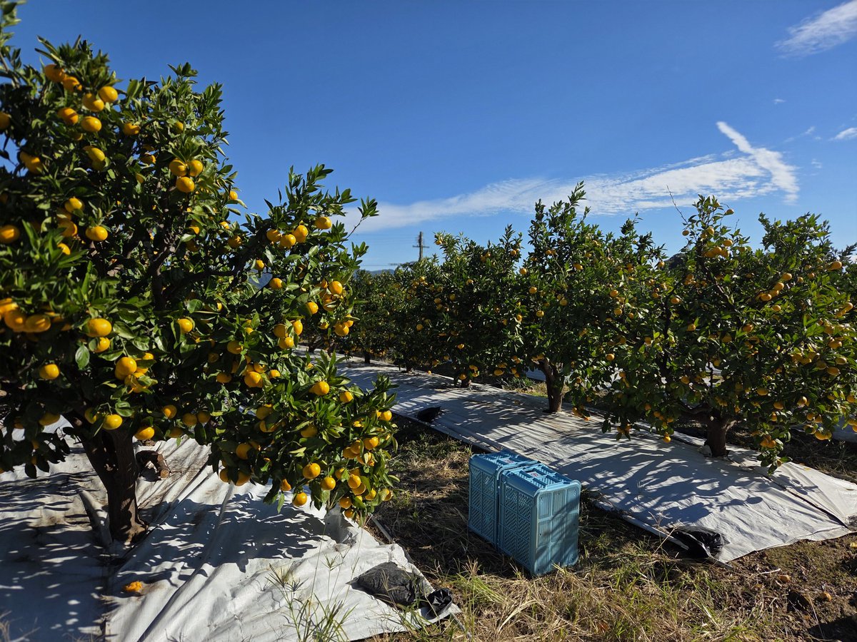 ミカン農家モデラー on X