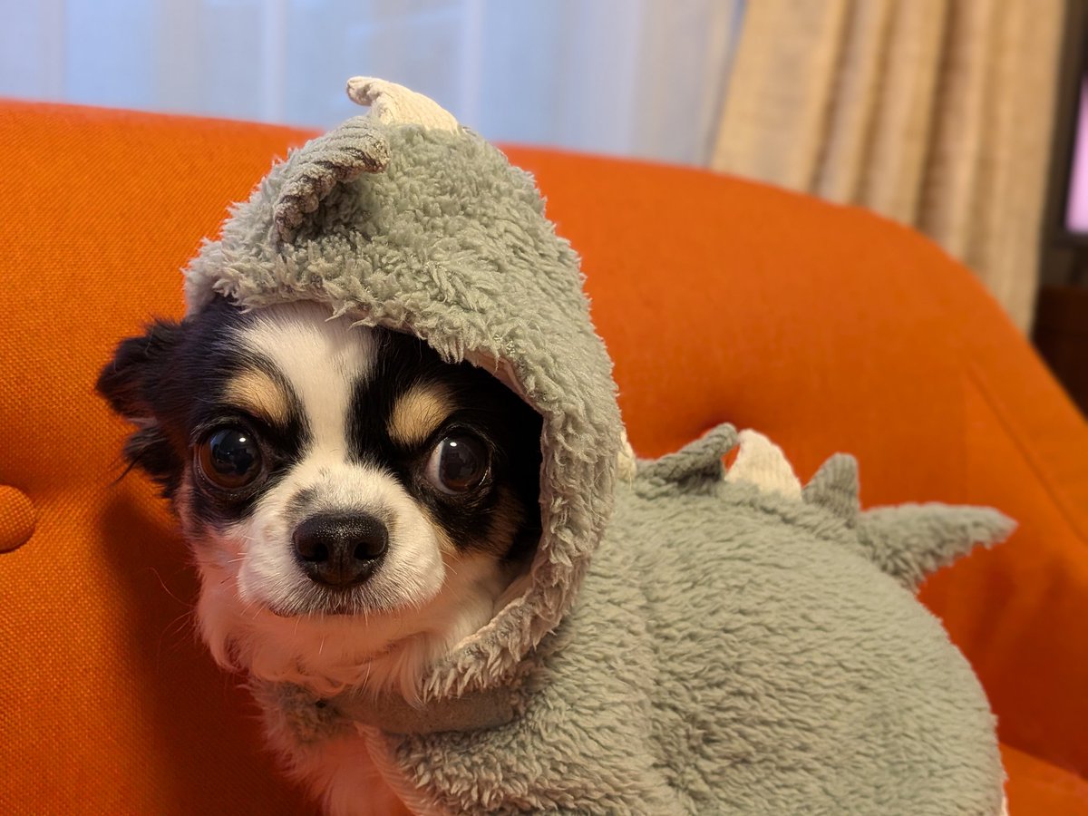 犬用 (@Y6w1erIZKKgi9fE) / Posts / X