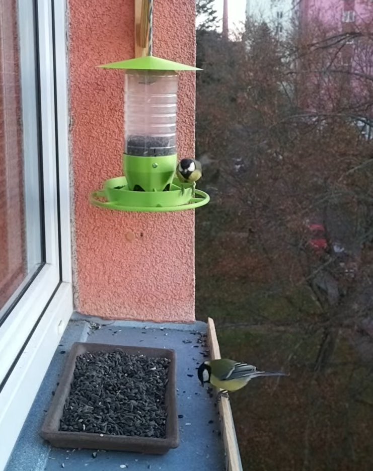 AcaNerd73's tweet image. 14 z 9 psychiatrů doporučuje příští čtyři roky namísto politiky sledovat živé přenosy z ptačího krmítka: youtube.com/@webbirdcam