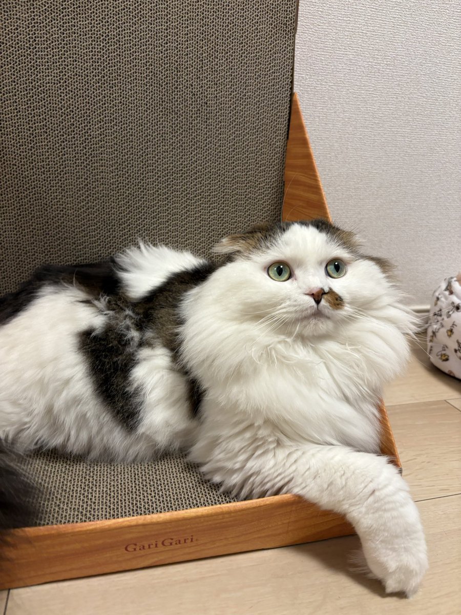 is_hnk's tweet photo. #うちの子に一生の愛を 
ずっと元気でいてね〜！🫧 https://t.co/js1H2DqM1V