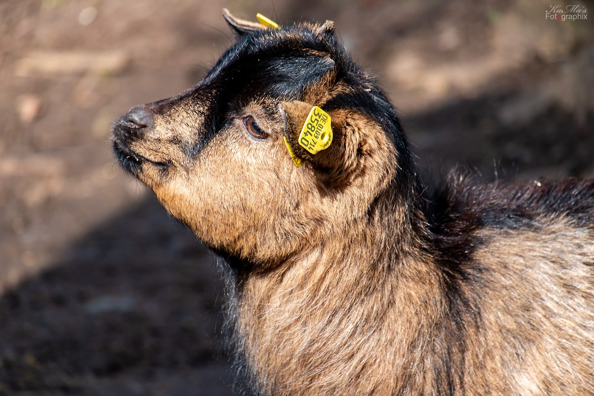 Guten Morgen ihr Lieben. Ich halte erstmal meine Schnute schön in die Sonne. Wünsche euch einen schönen Vizefreitag 🥰
#nature #natur #ziegen #tiere #animal #tier #animals #hornträger #gutenmorgen #goodmorning #thüringenfotografie #outdoor #fujifilmxe1 #goats #haustiere