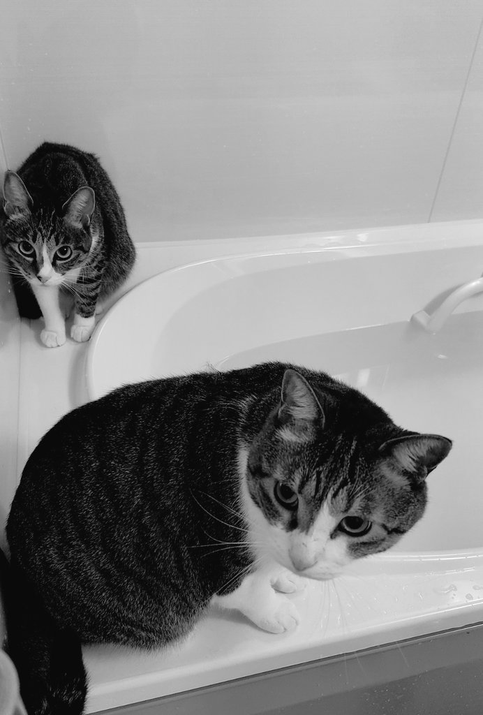 ほんわか、ピッ！ (LNおけら坊主猫🐱) on X