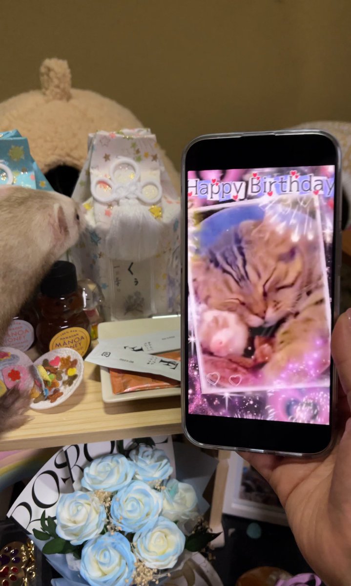 友子ちゃんとお兄ちゃん🌿ねこ&フェレット 😻🐻 (@2oniTomo) / Posts / X