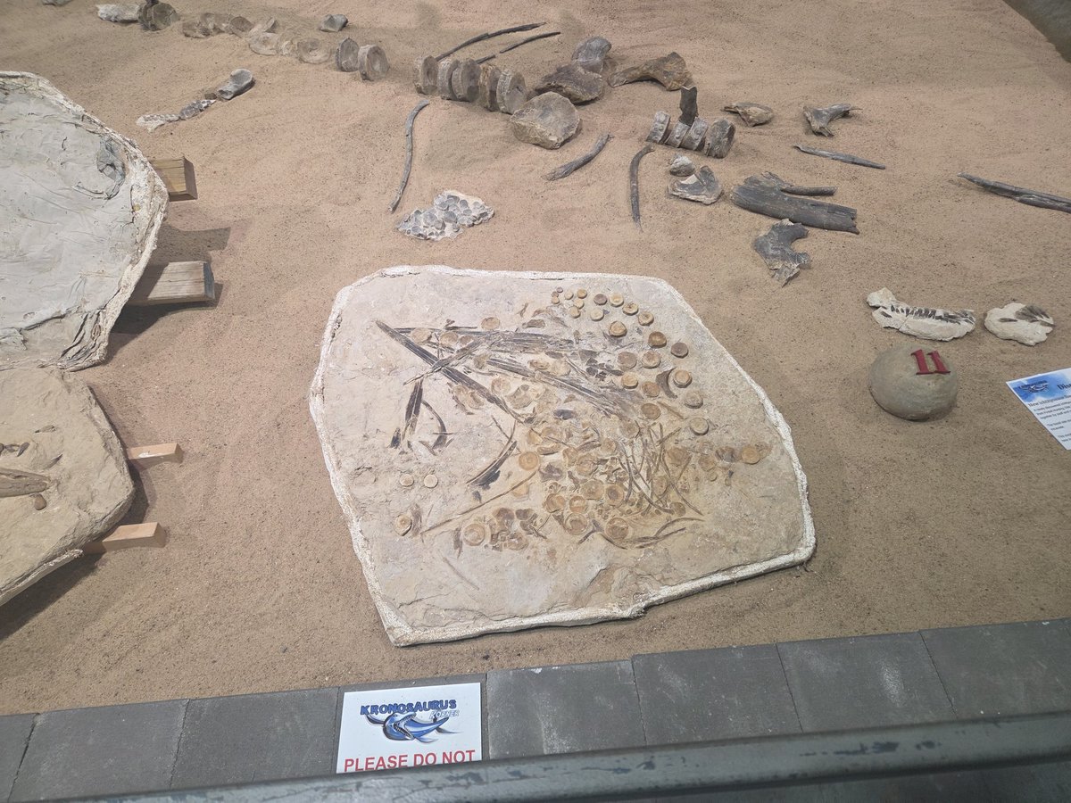 shotposter's tweet image. Expanding my mind by visiting some of my ancestors #Fossil