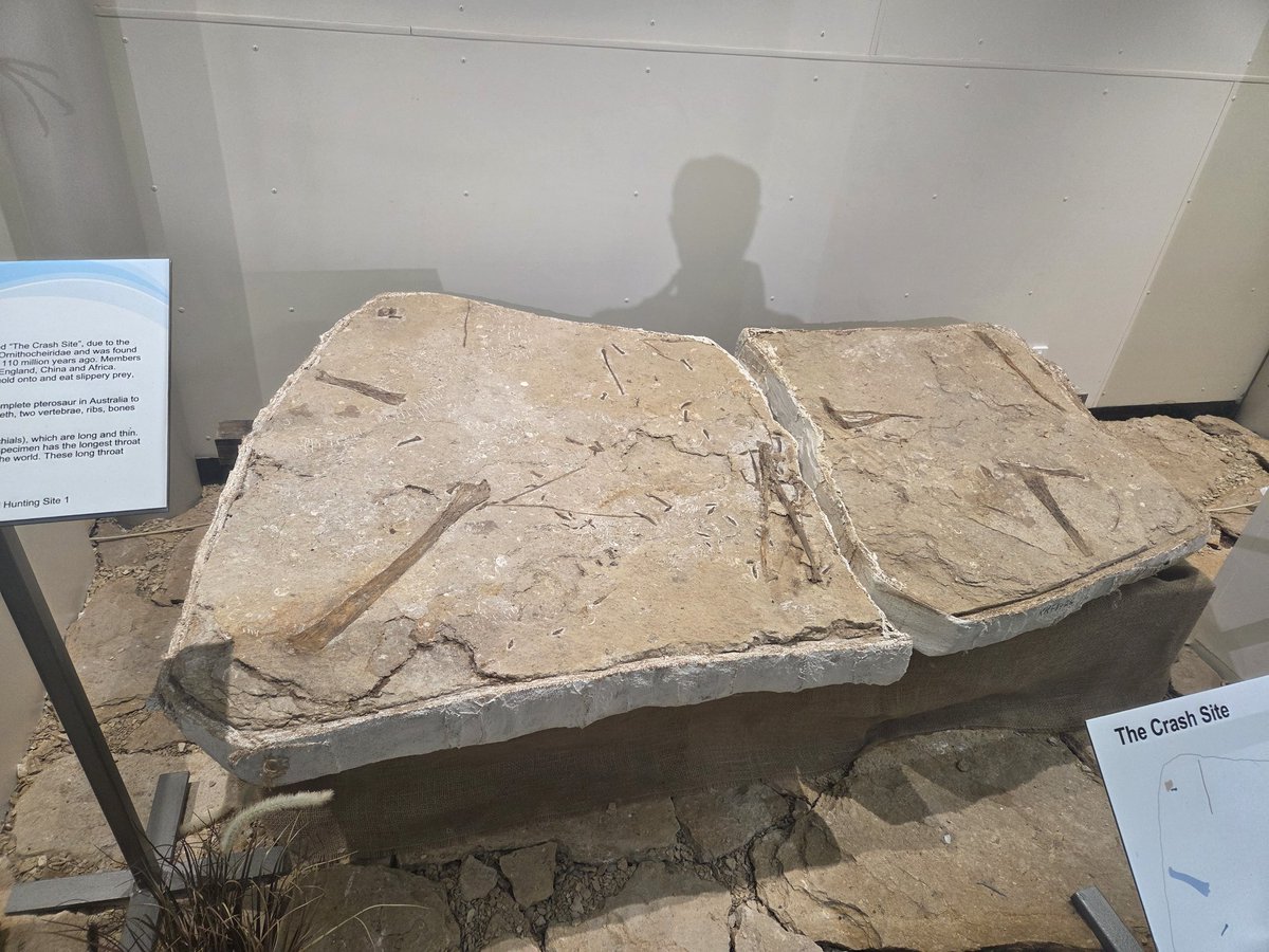 shotposter's tweet image. Expanding my mind by visiting some of my ancestors #Fossil