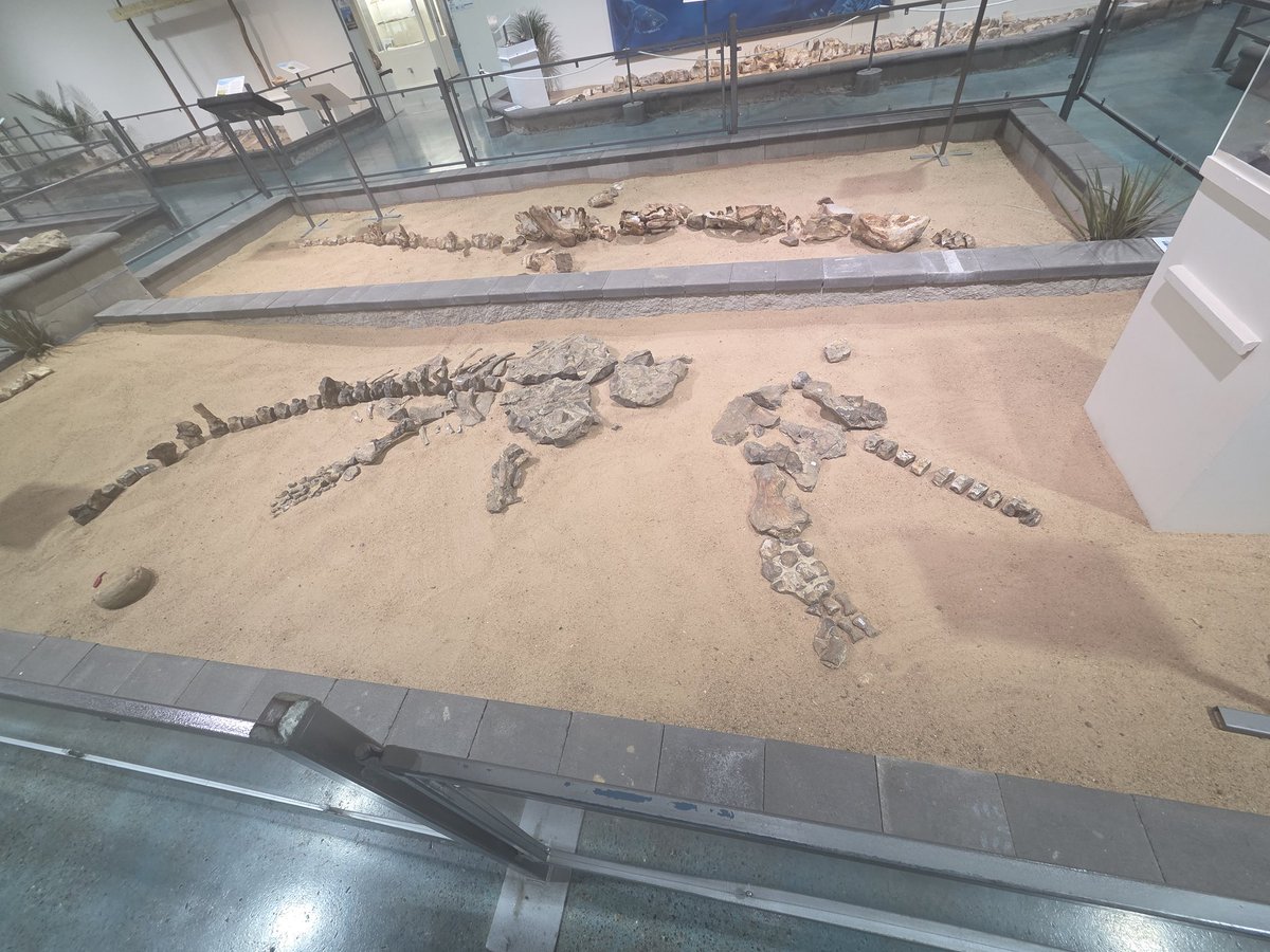 shotposter's tweet image. Expanding my mind by visiting some of my ancestors #Fossil