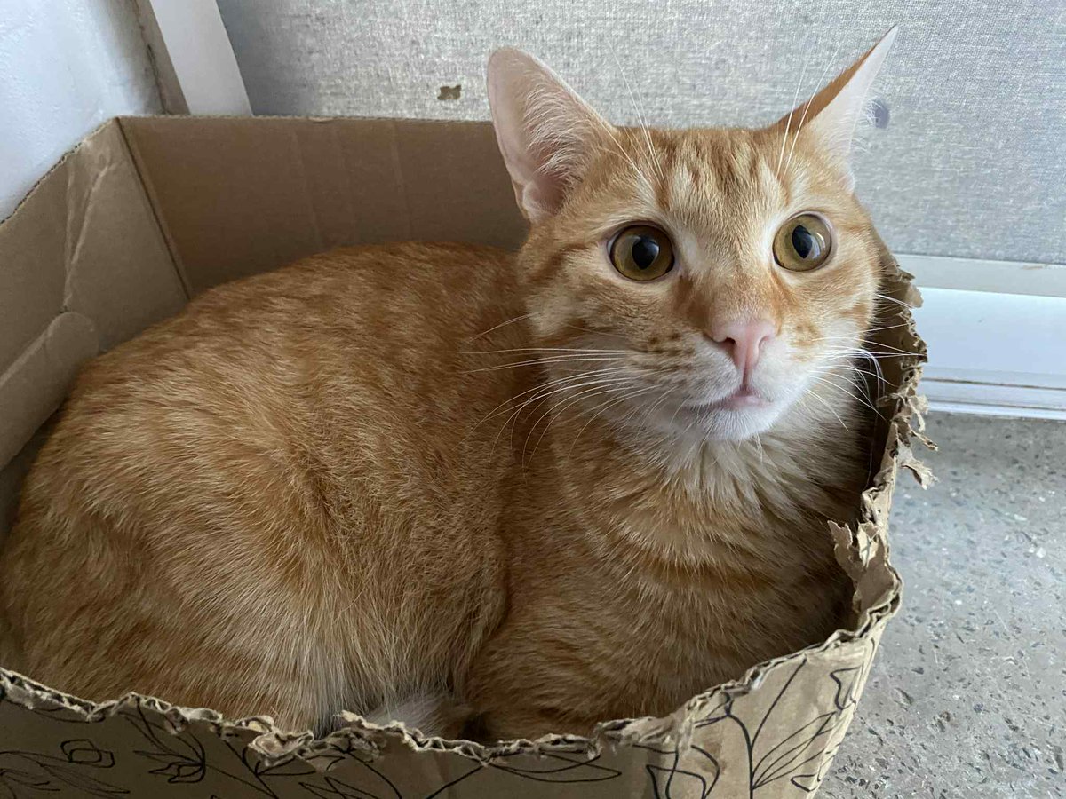 Bryś patrzy w swoich ludzi z pytaniem, którego nie potrafi wypowiedzieć: „Czy zdążymy?”. FIP odbiera mu siły, ale leczenie daje realną szansę na życie. Brakuje tylko środków. 

Proszę… pomóżmy ocalić jego świat, zanim będzie za późno. 💔🐾
pomagam.pl/ratujmybrysia