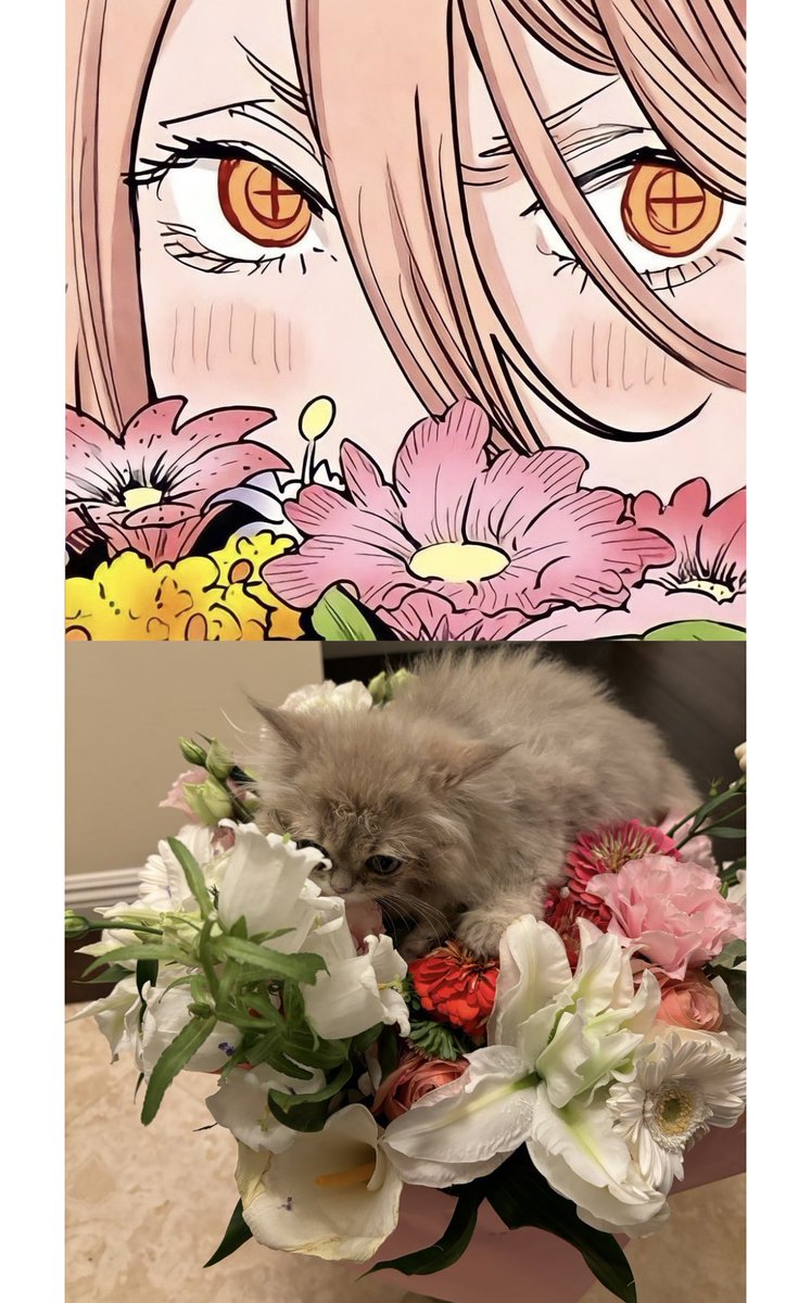 Animang08's tweet image. She’s purrty