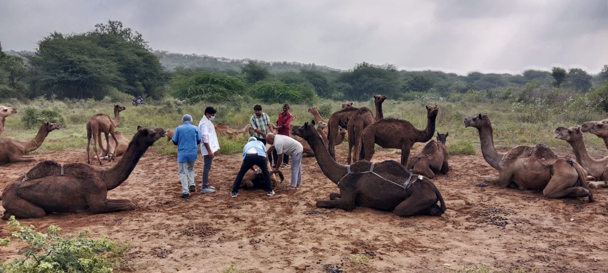 vdmodasa's tweet photo. ANTI SURRA -ANTI MANGE  CAMELCAMP AT SARDOI VILLAGE MODASA TALUKA ARVALLI DISTRICT https://t.co/JpxvAN057B