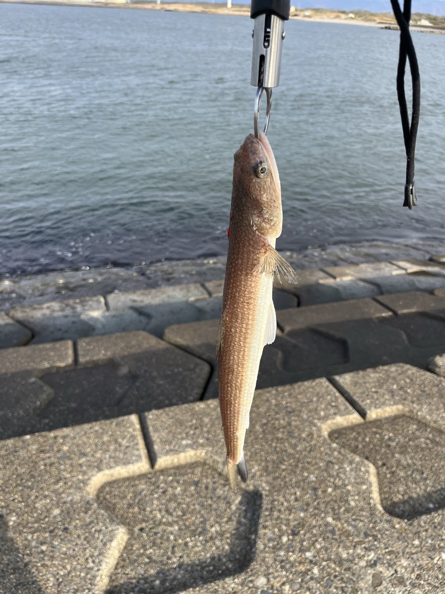 ジグパラ - Search / X