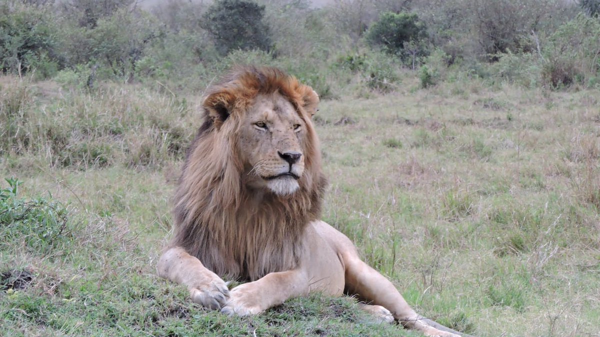PSafaris_EA's tweet photo. To your safari driver guide, the king is known as 'kichwa' in Swahili. π¦π
He has just made it to our 'safari spot of the week' this week.
πΈ ~ George Ambe
#lion #kingofthejungle #kenya #safari #spotoftheweek https://t.co/HmMp6GRoy9