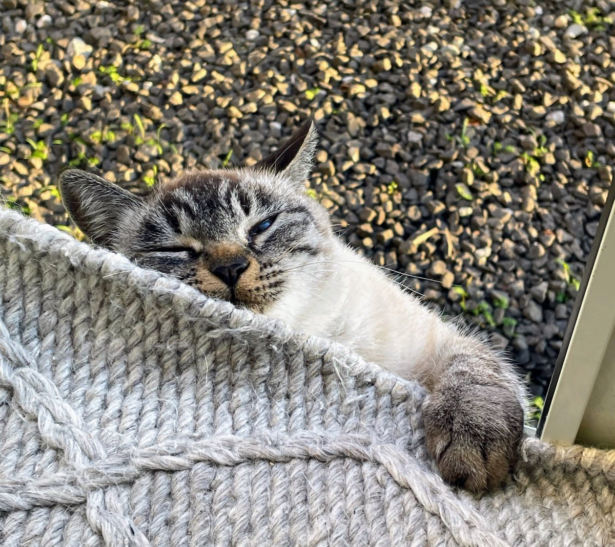 ポラ猫 Z23813】Osel合皮ネコグラデダイカットぬいポーチ (Z23807