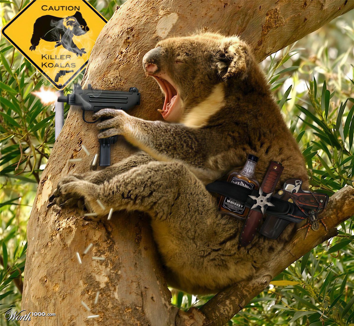 Koala Fan tweet media
