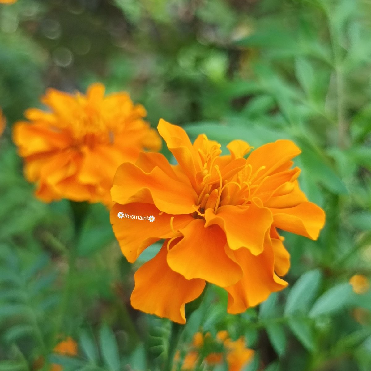 R_o_s_m_a_i_n_i's tweet image. When i&apos;m quite
And can&apos;t express my feelings
But my eyes speak
How i miss you
Your heart knows
I love you

✍️📸🌼Rosmaini🌼