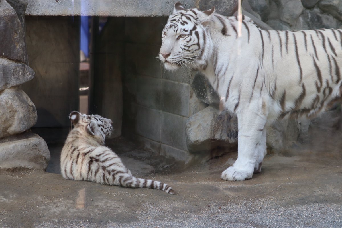 Tiger ママ様 Tiger ママ様