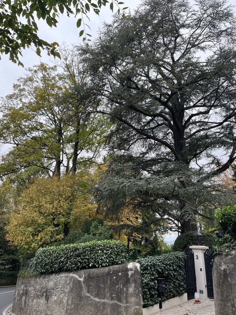 PinkTaxiRunner's tweet image. Et vous autres derrière la haie
Peupliers, acacias, tilleuls
Cèdre en forme de ciboire #NicolasBouvier #Cologny