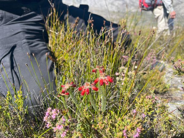 RoxanneReidSA's tweet image. Rare Erica rediscovered in Kogelberg Nature Reserve after nearly 40 years capenature.co.za/news/2025/rare… via @capenature1 #Fynbos #Kogelberg