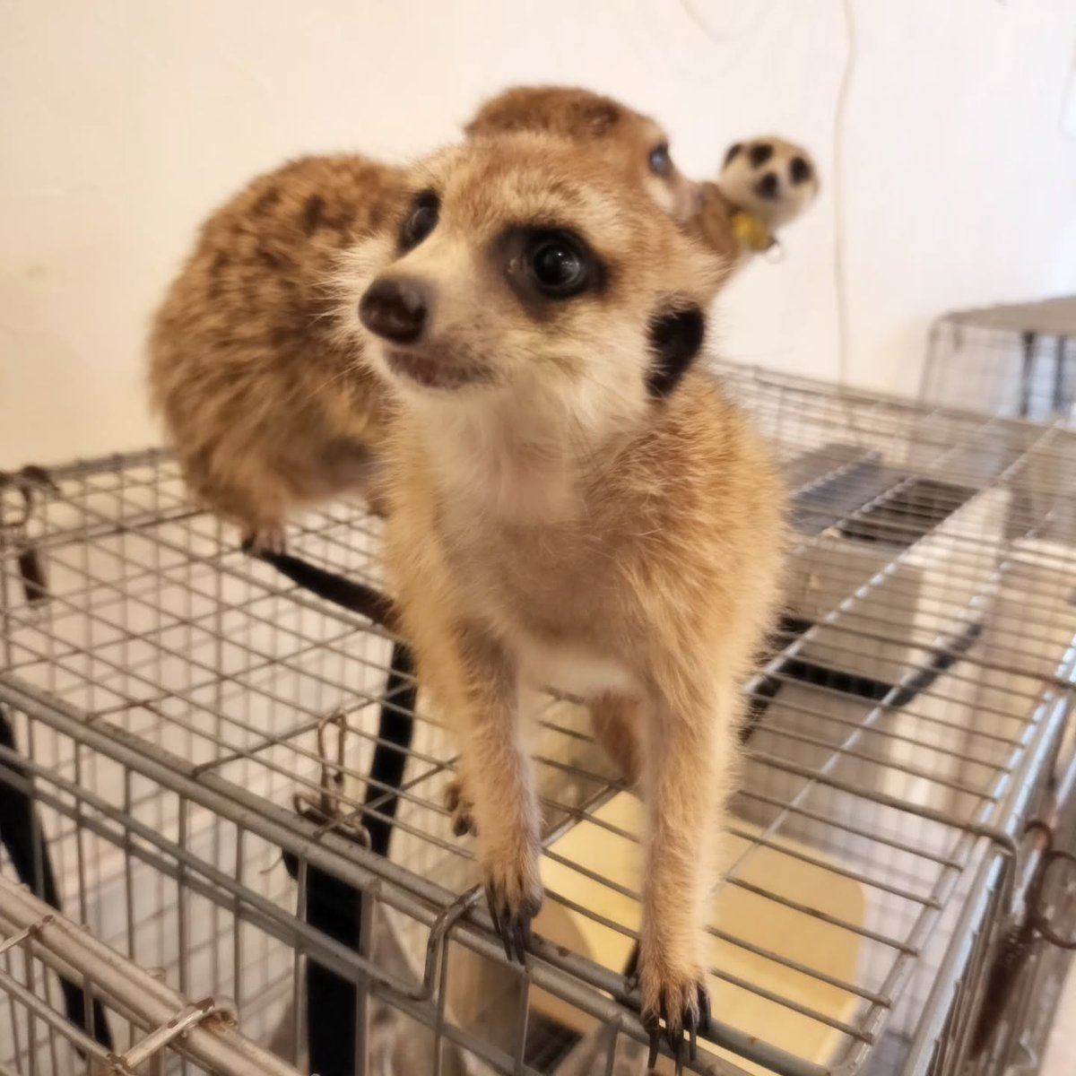 googoo_cafe's tweet image. 🦦探検が大好きなブラウニーくん🌿✨
元気いっぱいに駆け回る姿がとってもかわいいです💛
今日もミーアキャットカフェで小さな冒険を楽しんでいます🏕️☺️

🌿Brownie loves exploring!🦦✨
He runs around so happily — it’s just too cute💛
Another fun day of little adventures at the meerkat…