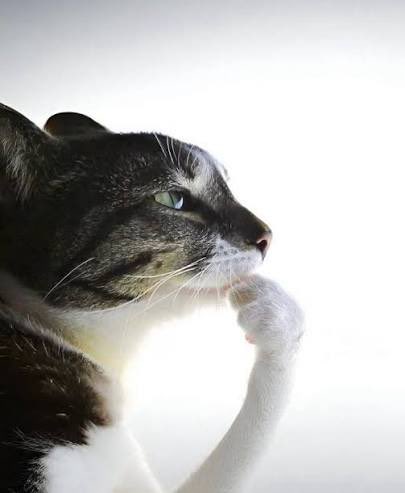 GregWithTheCap's tweet image. Does the perfect woman actually exist? And if so where is she