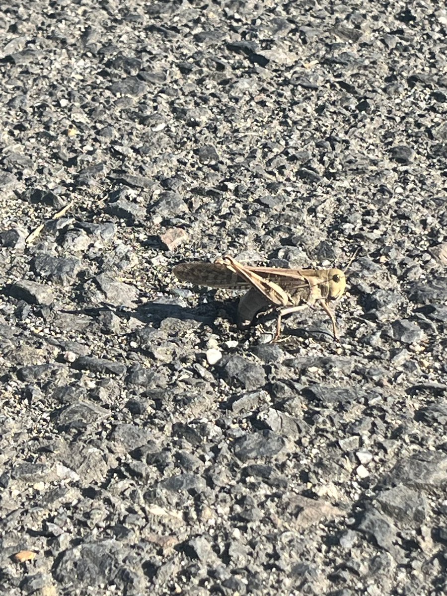 蔵十 🔸🔸9️⃣ 0️⃣ 1️⃣ 0️⃣🔸🔸 on X